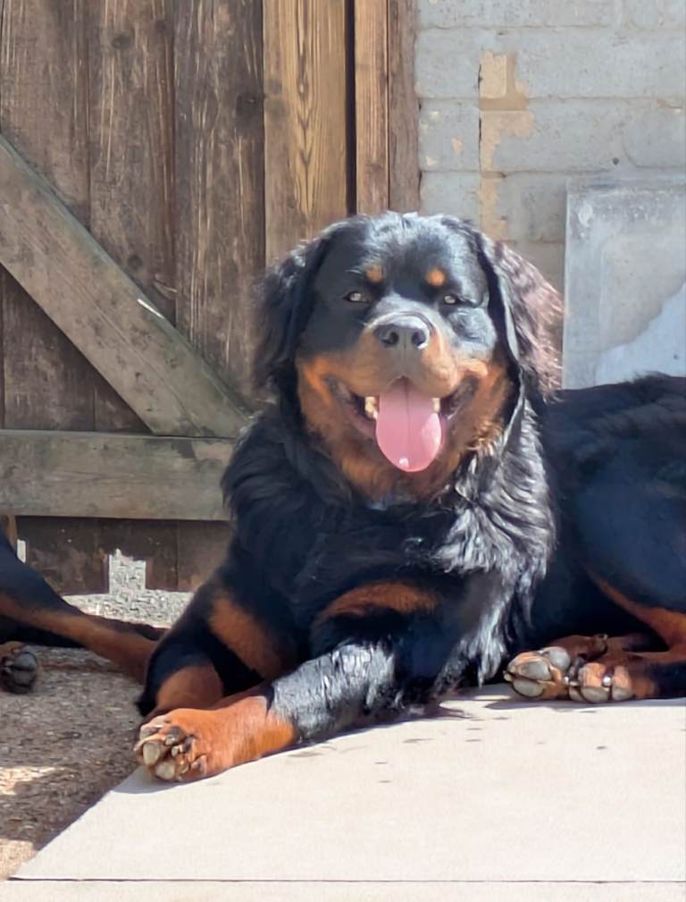 Fluffy Rottweiler 
