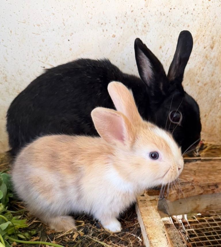 Gorgeous bunnies with blue eyes for sale