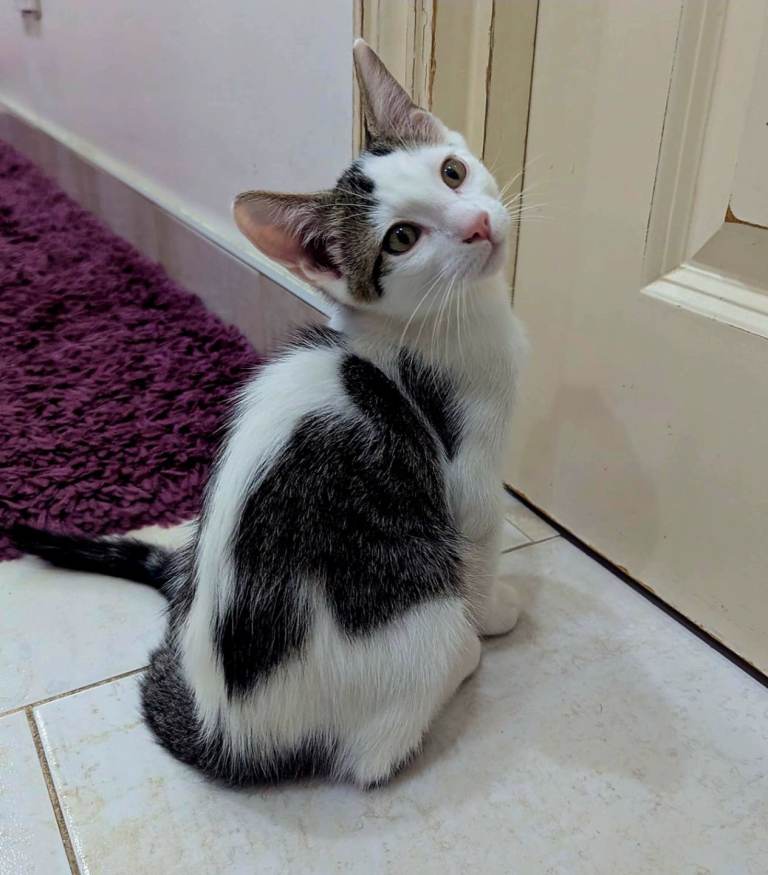 Adorable & Extremely Affectionate Male Kittens
