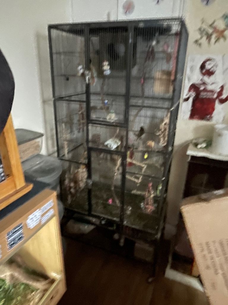 Large cage and 2 canaries 