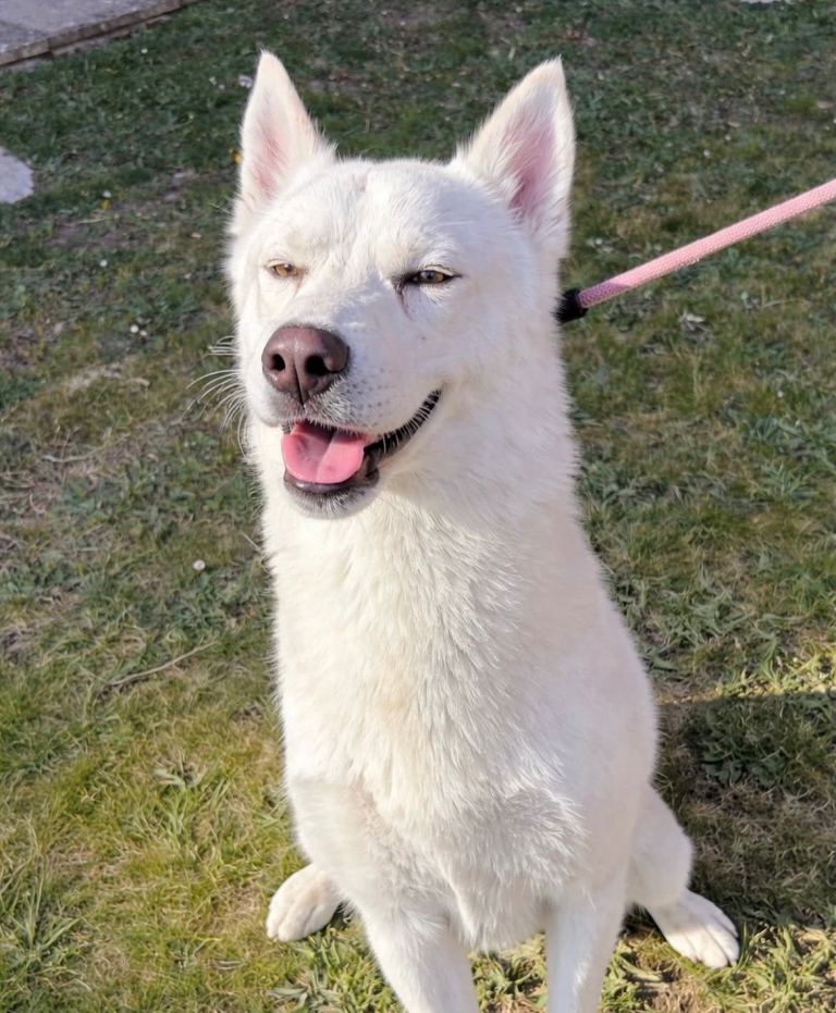 Blue, 1year 2months old Siberian husky 