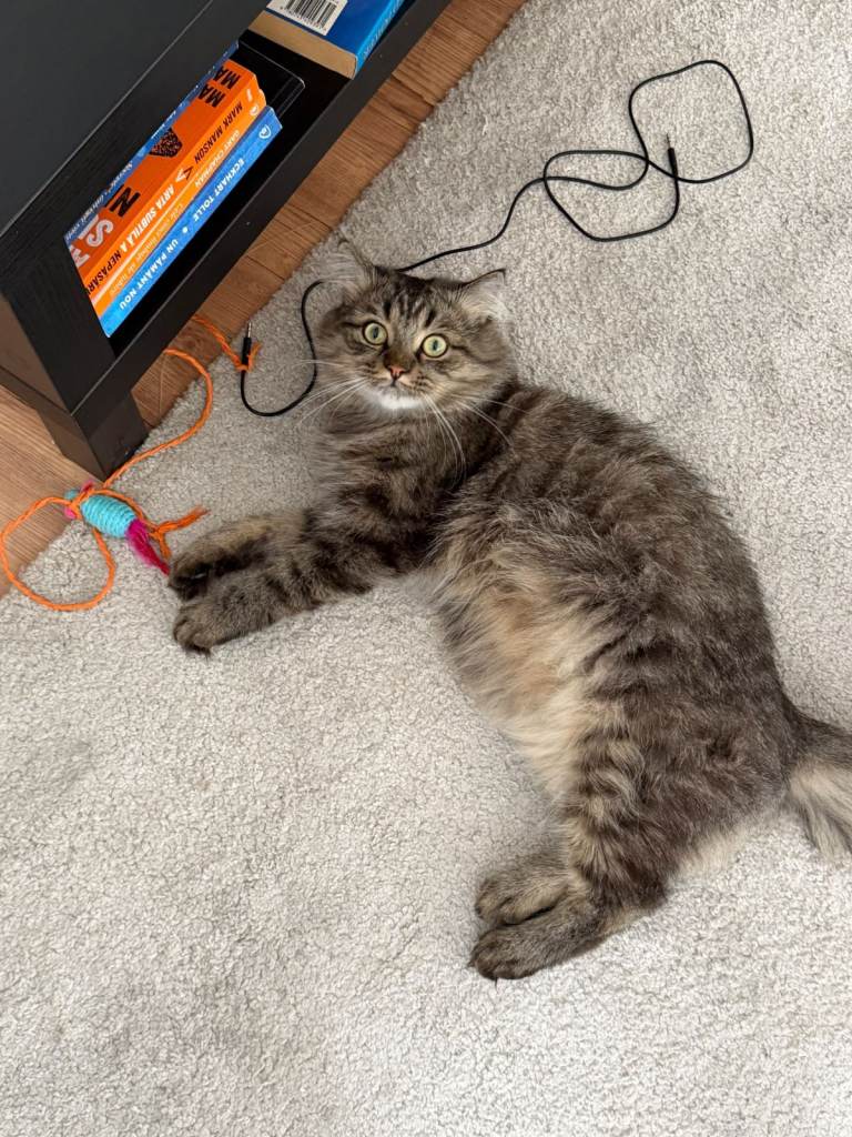 🐾 Meet Bruno – A Lovely Cat Looking for His Forever Home ❤️