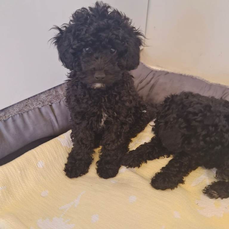 Toy poodle puppies 