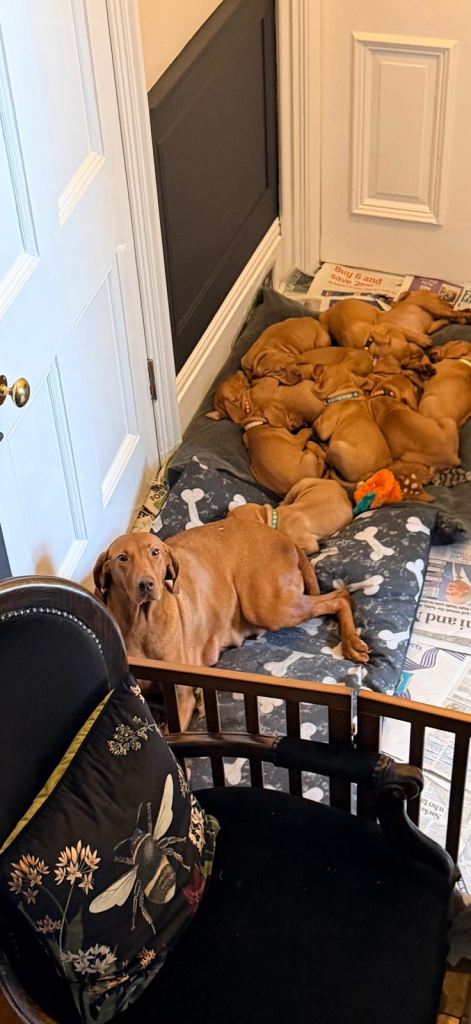 KC registered Hungarian Vizsla Puppies 