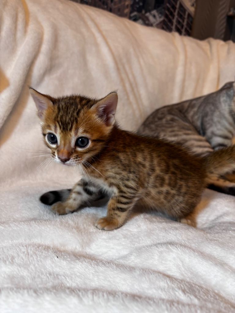  Bengal kittens