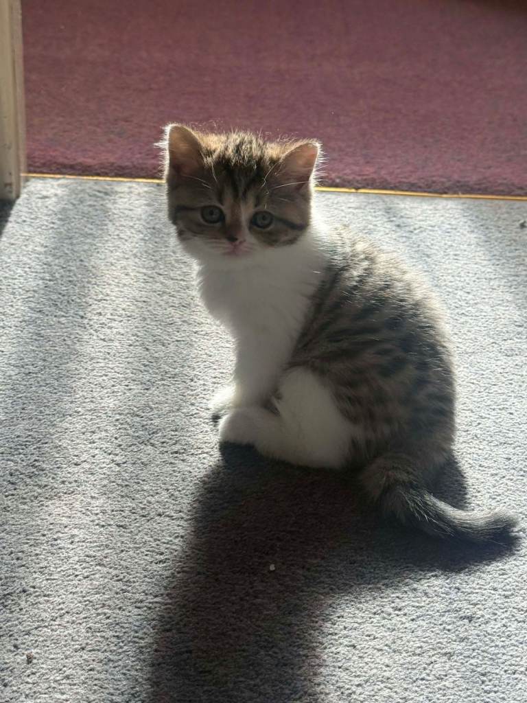 Small kitten 