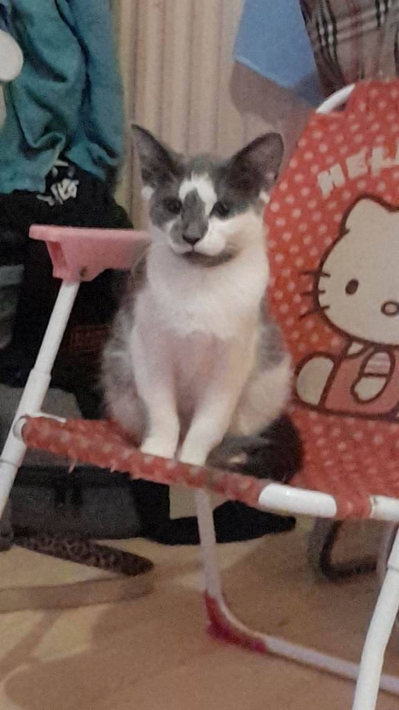Black&grey female kitten