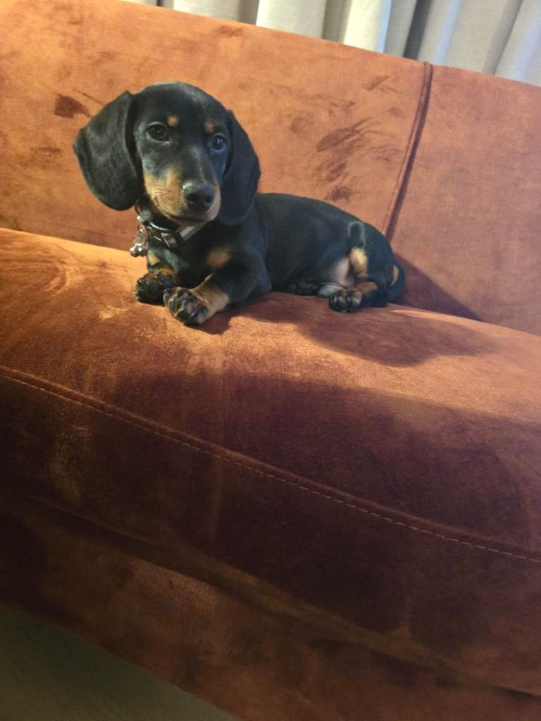 £800 puppy kit included 