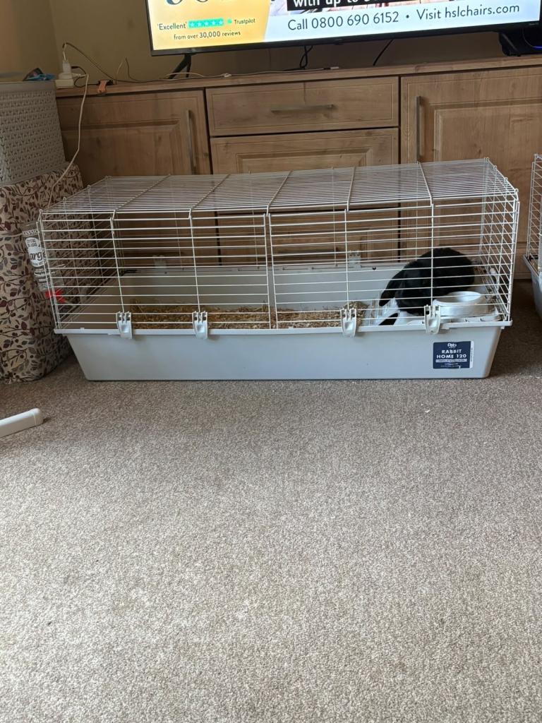 One year-old male rabbit