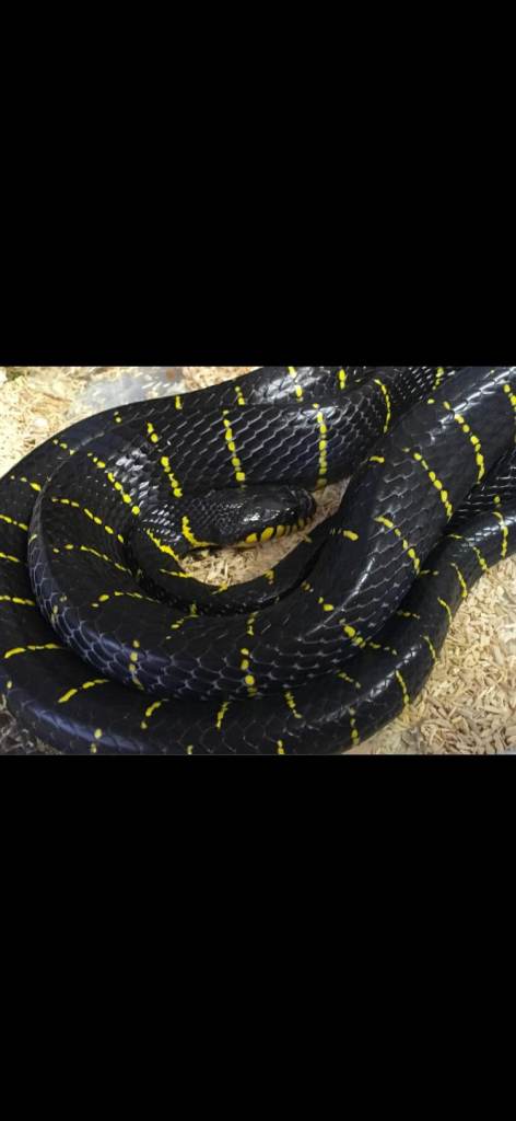 Mangrove snake vivarium reptile 