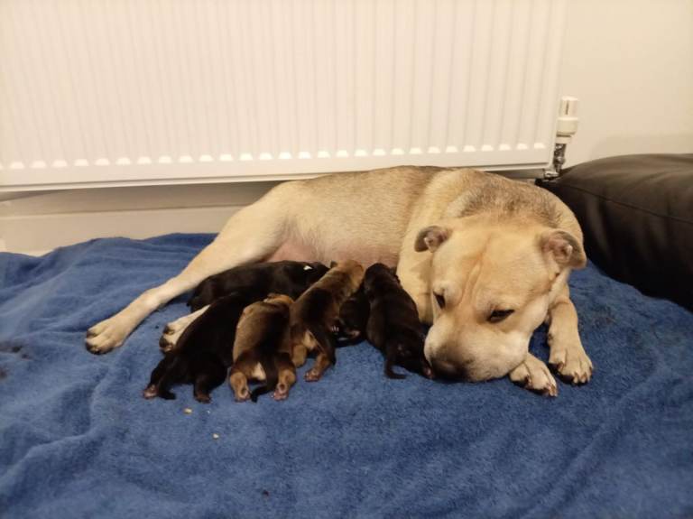 Staffordshire x bear coat shar pei pups