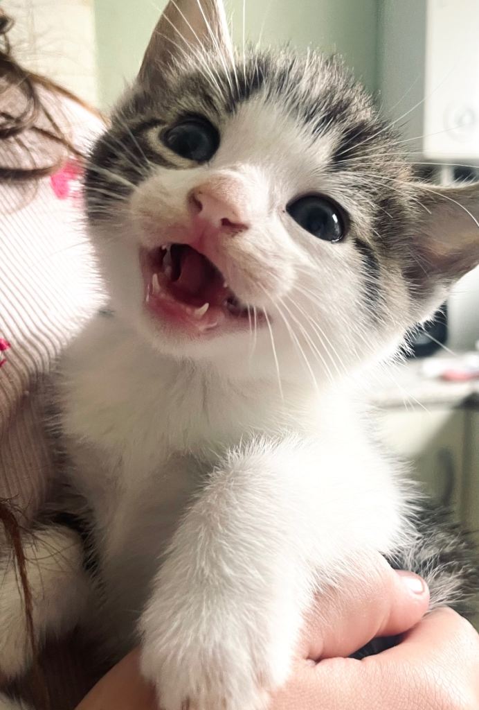 Kitten
