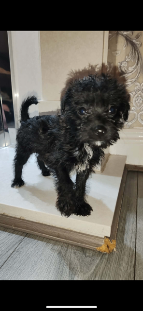 Cocker spaniel puppies