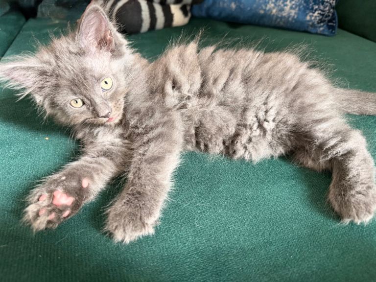 Grey kitten 