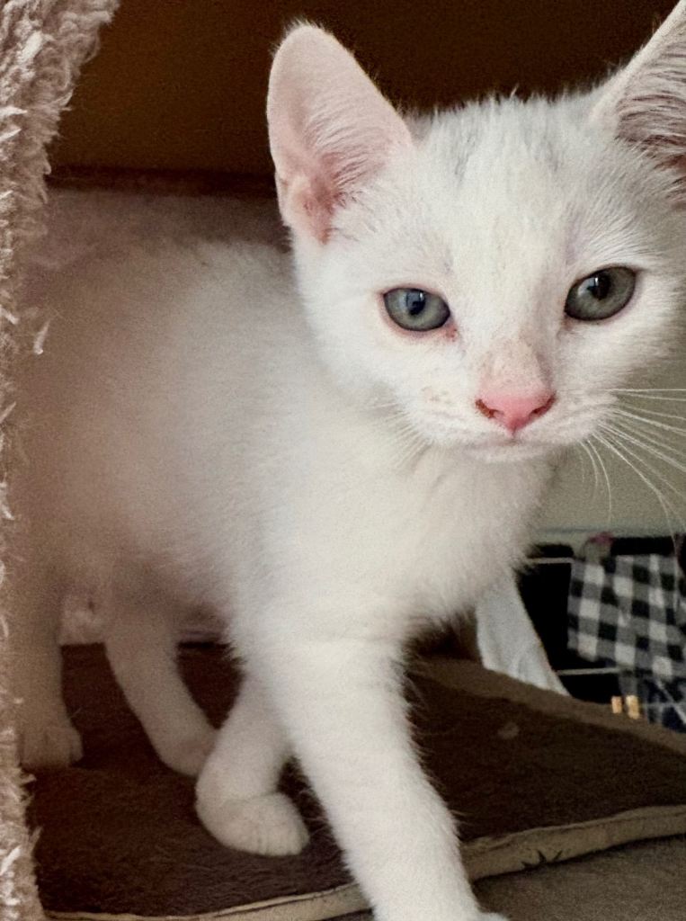 White little boy pale green eyes. Fully vaccinated