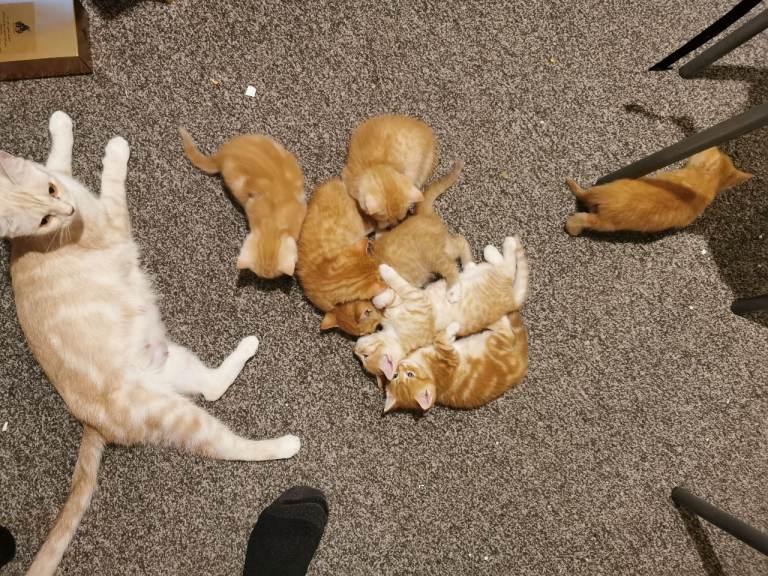 7 Gorgeous Ginger kittens for sale 