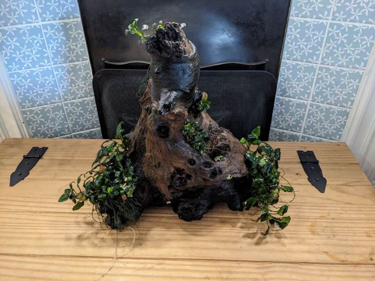 X large driftwood piece with Anubias