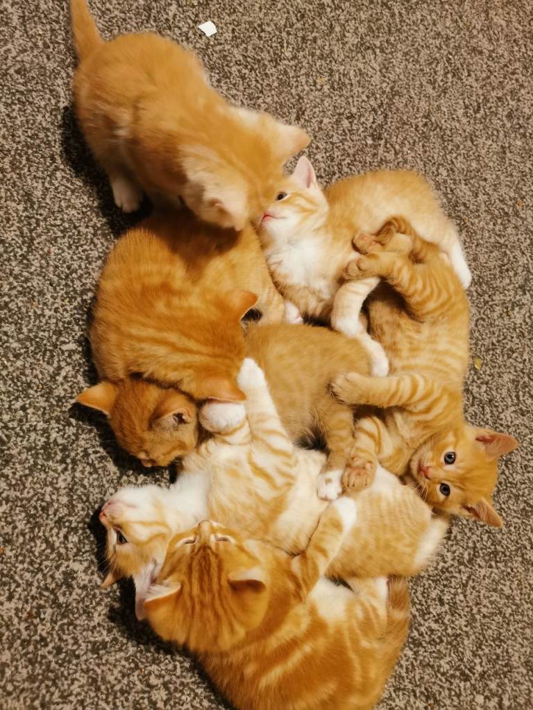 7 Gorgeous Ginger kittens for sale 