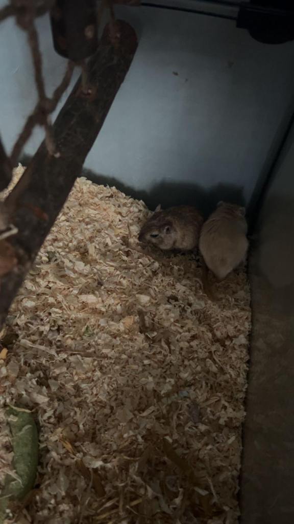 Gerbils and full set up