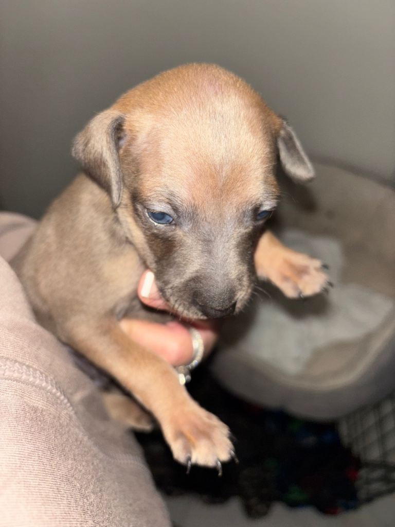 3 beautiful Iggy pups for sale 💙💙💗
