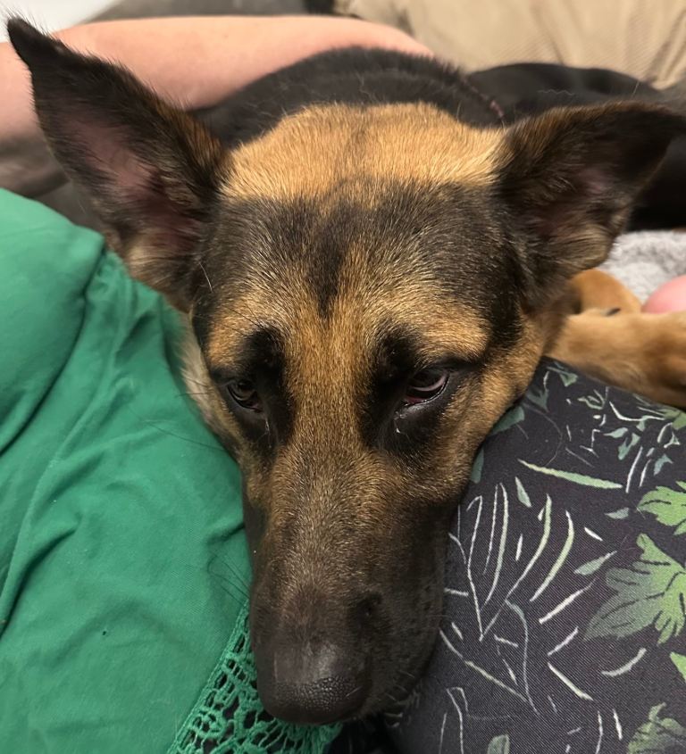 Beautiful Golden Retriever cross German shepherd, Looking for a Loving Forever Home