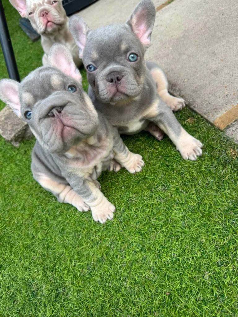 Adorable chunky French Bulldog puppies for sale