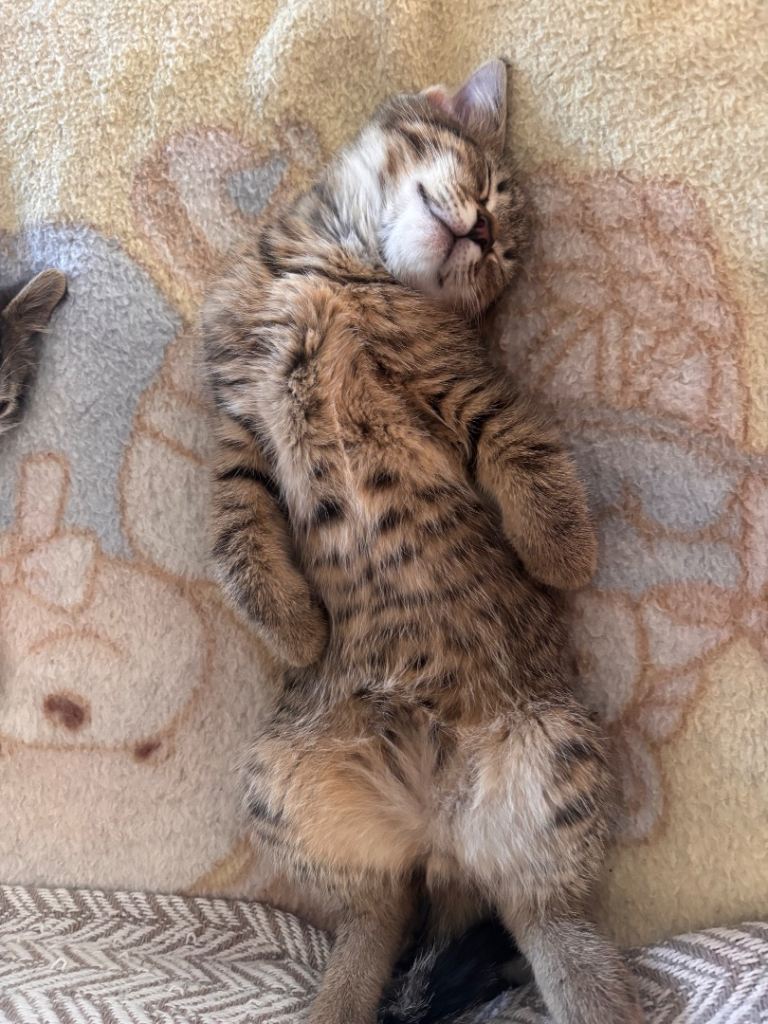 Kittens 