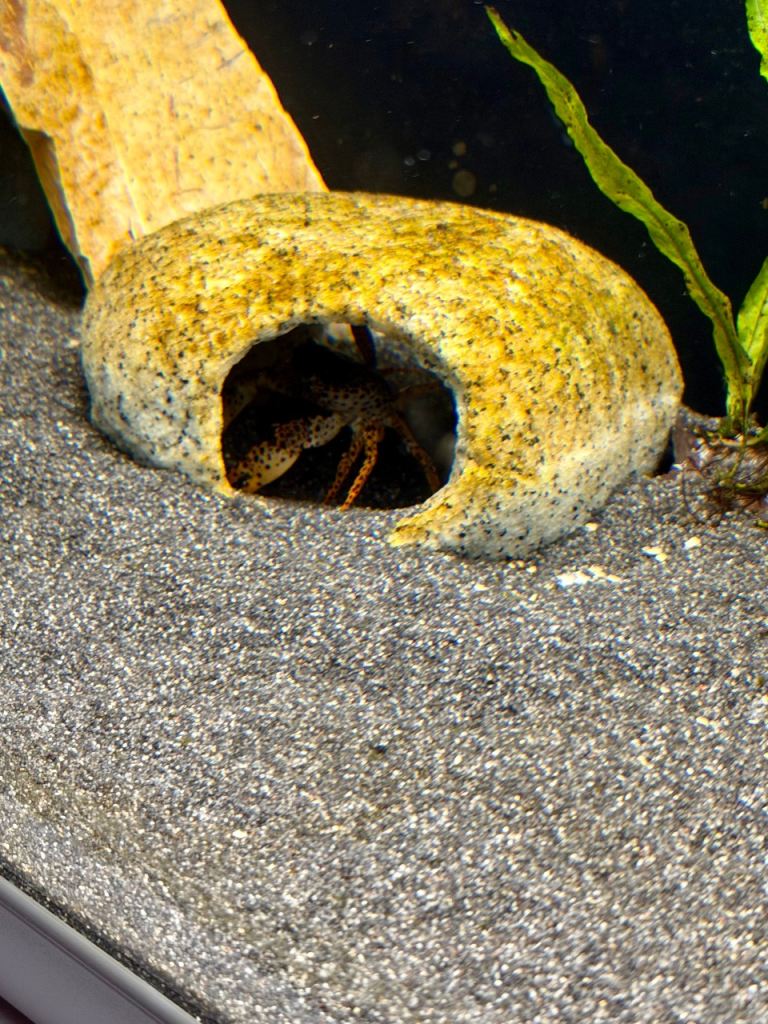 Panther Crab (fresh water)
