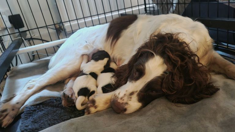 Springer spaniel Puppies 