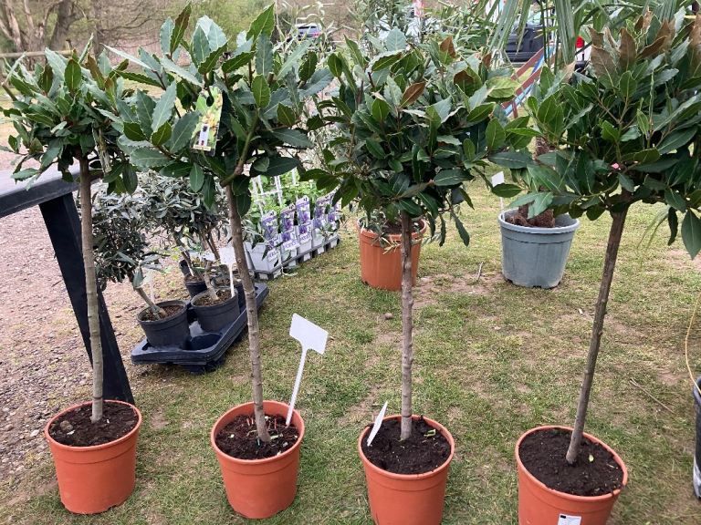 Bay Leaf Trees in Pots – Healthy and Ready for Your Garden