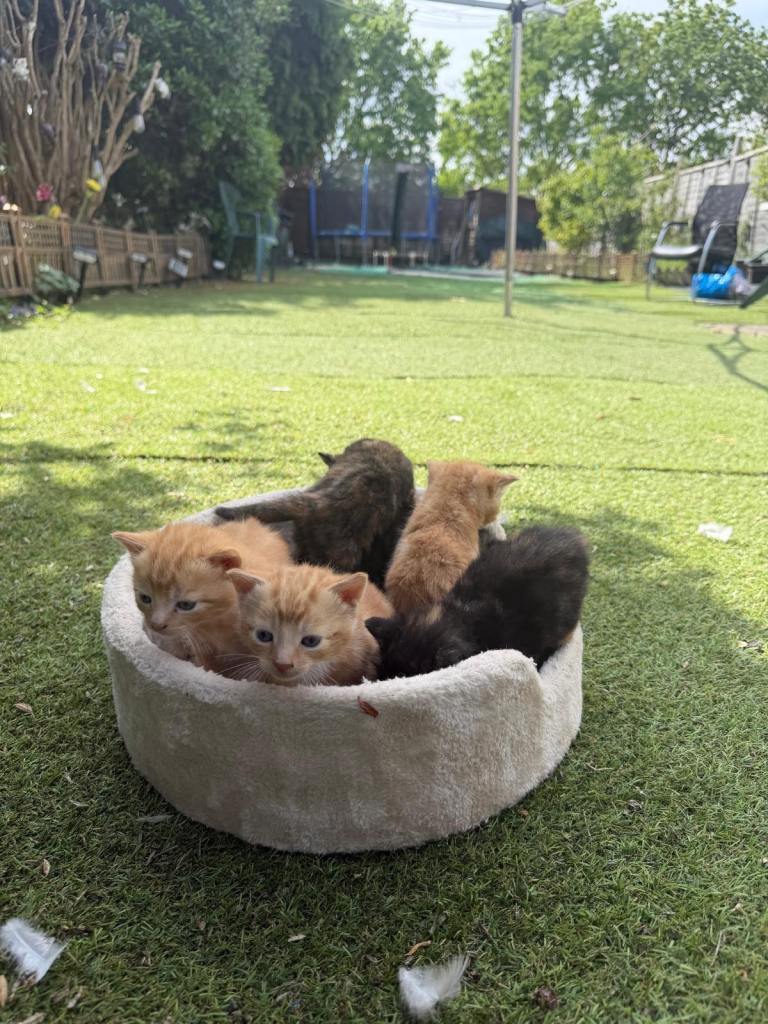 Stunning Mixed Colour Kittens 