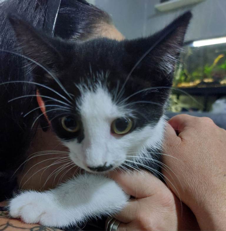 1 male 1 female beautiful friendly kittens £150 each  