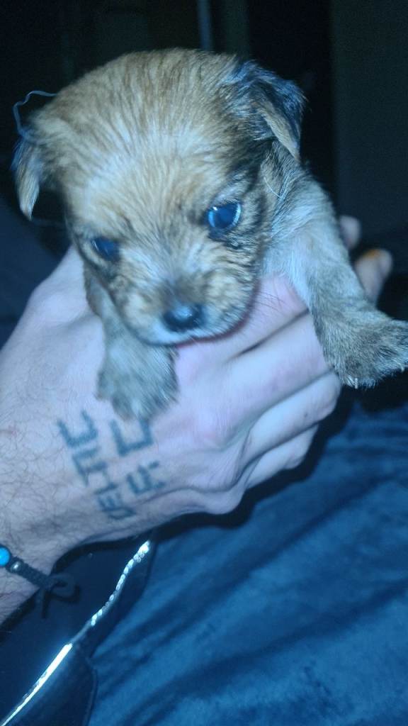 Yorkshire x chihuahua pups