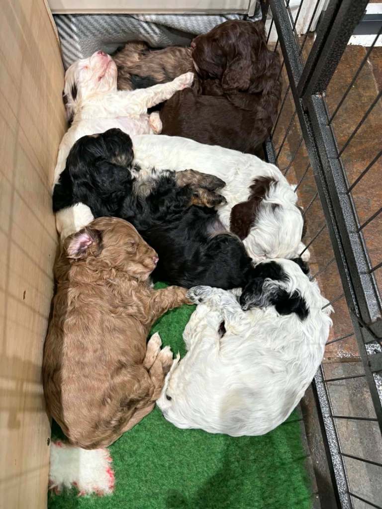 Stunning F1 Cockapoo puppies!
