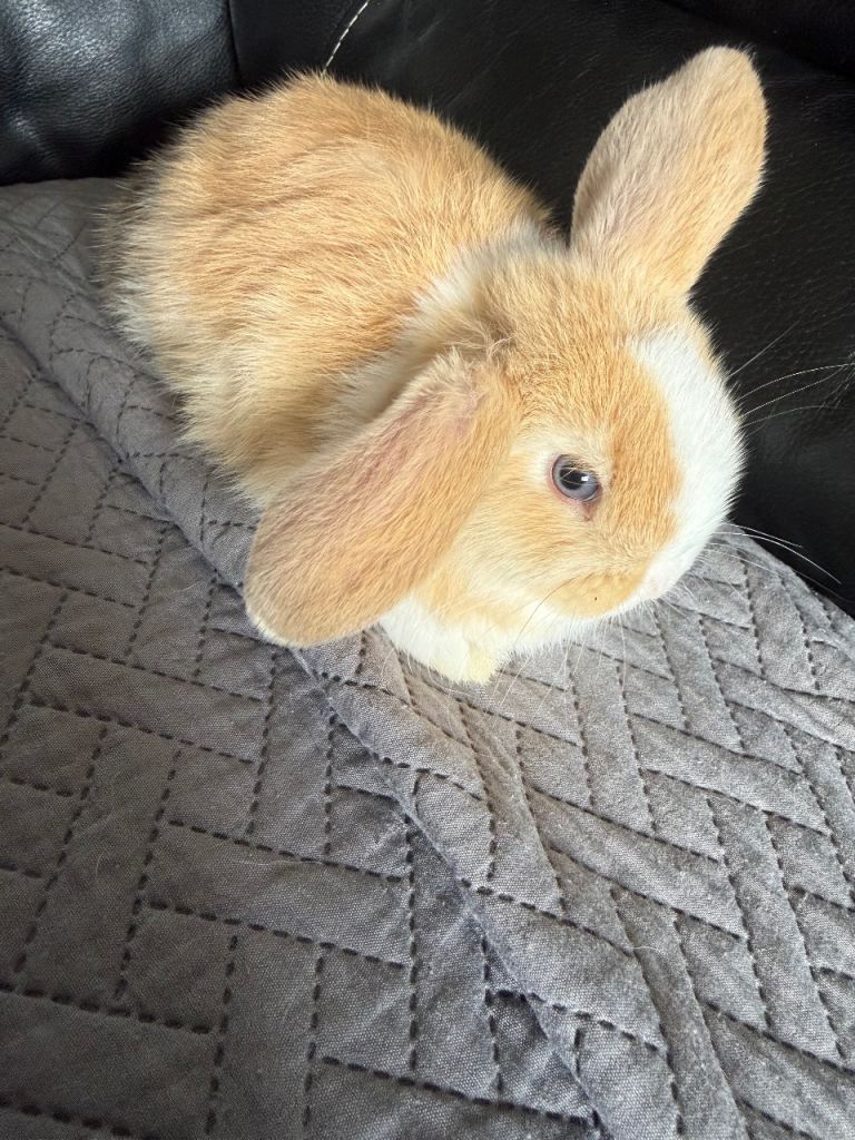 Mini lop babies 