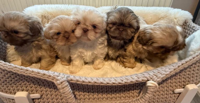 Kc reg imperial Shih Tzu pups