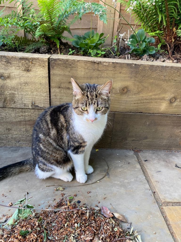 Tela needs a new home 