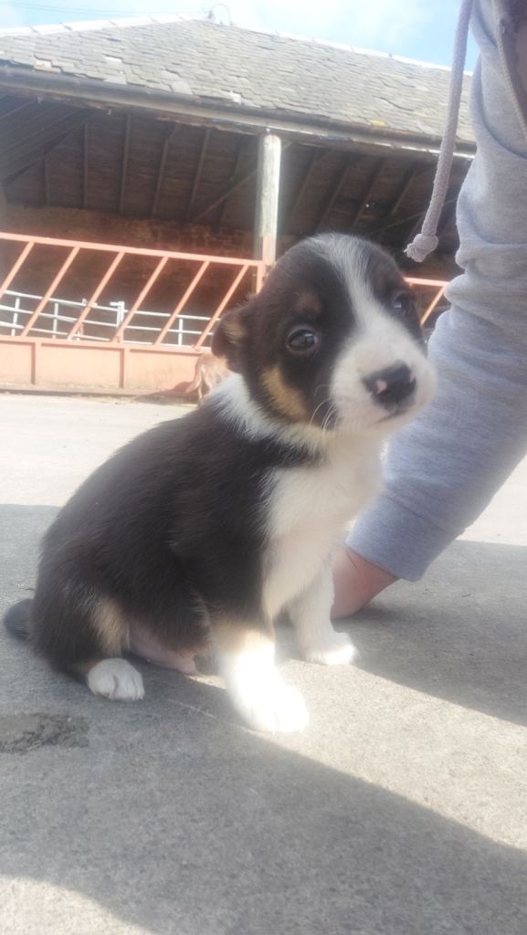 Border Collie Pups