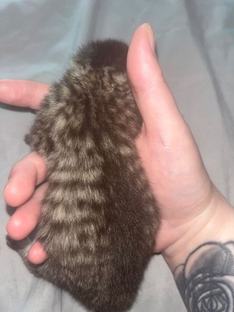 3 KITTENS READY NEW YEAR 