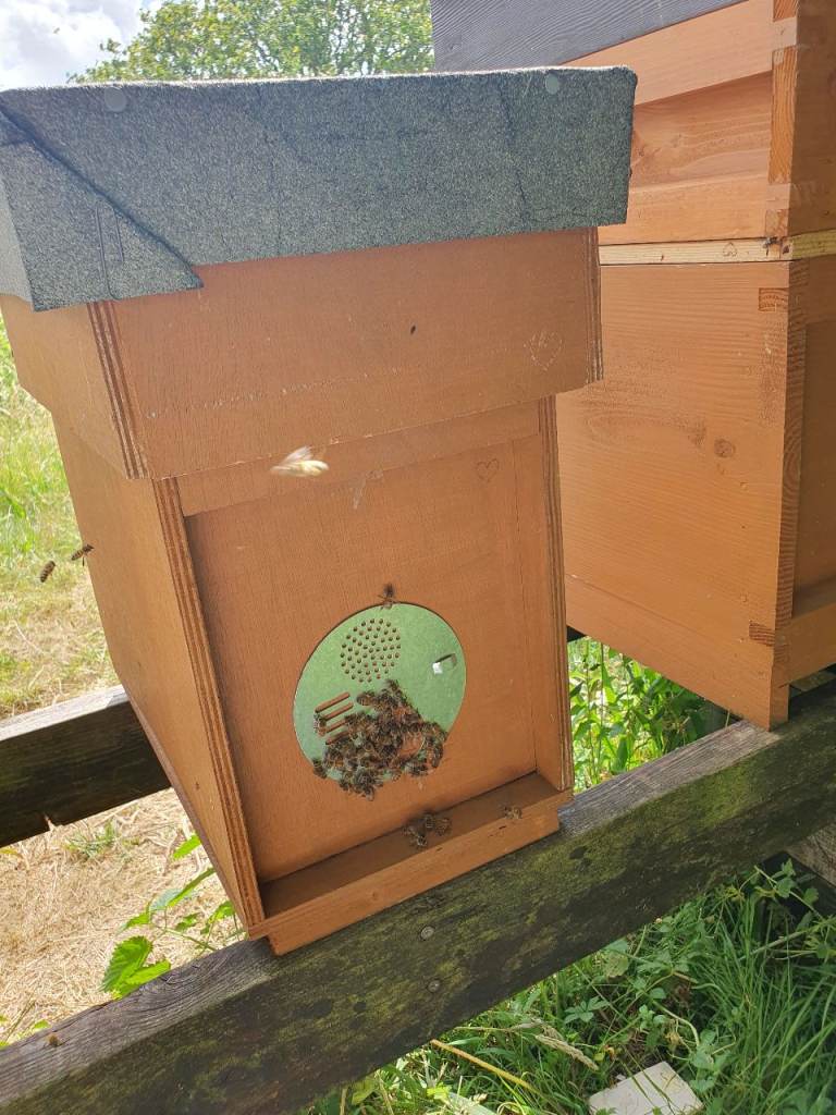 BEE NUC (14"x12") in South Devon ready now and mid June