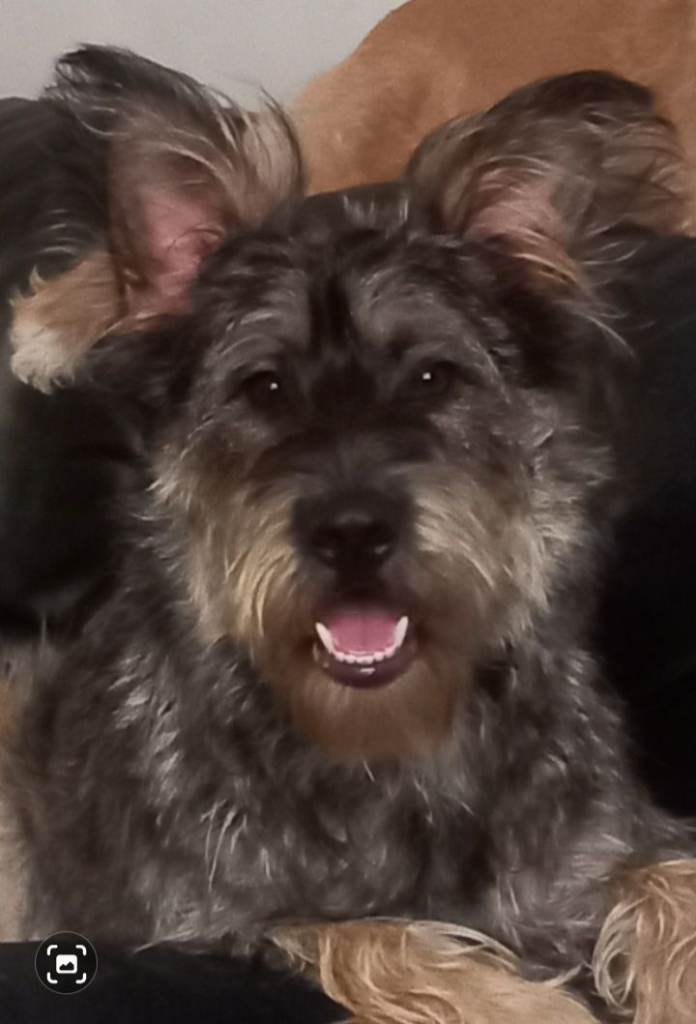 2 year old german shepheard cross 