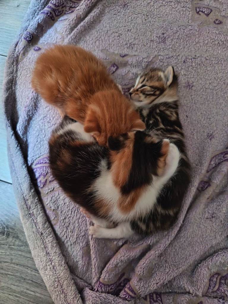 Kittens 