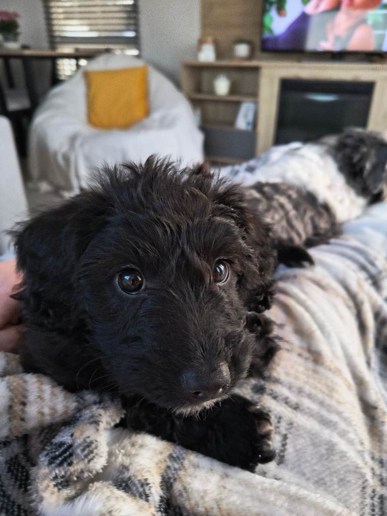 Beautiful Jackapoo Puppy