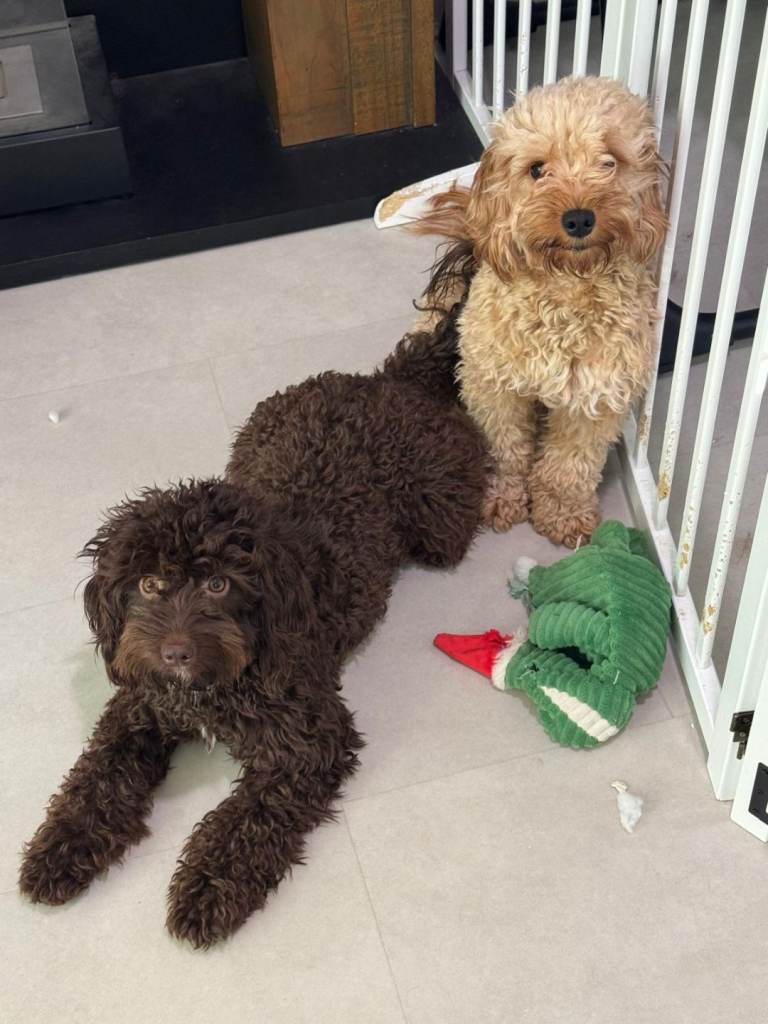 F1 cockapoos for re homing