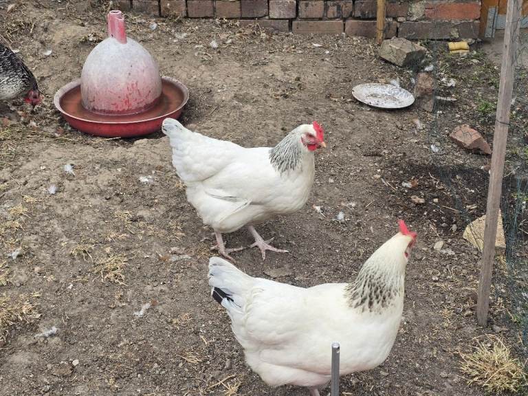 Chickens