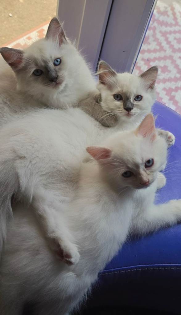 Flame point and blue point ragdoll kittens absolutely stunning 