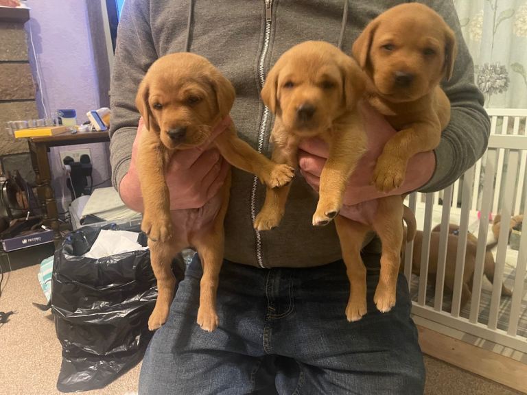 Red Fox Labrador Puppies