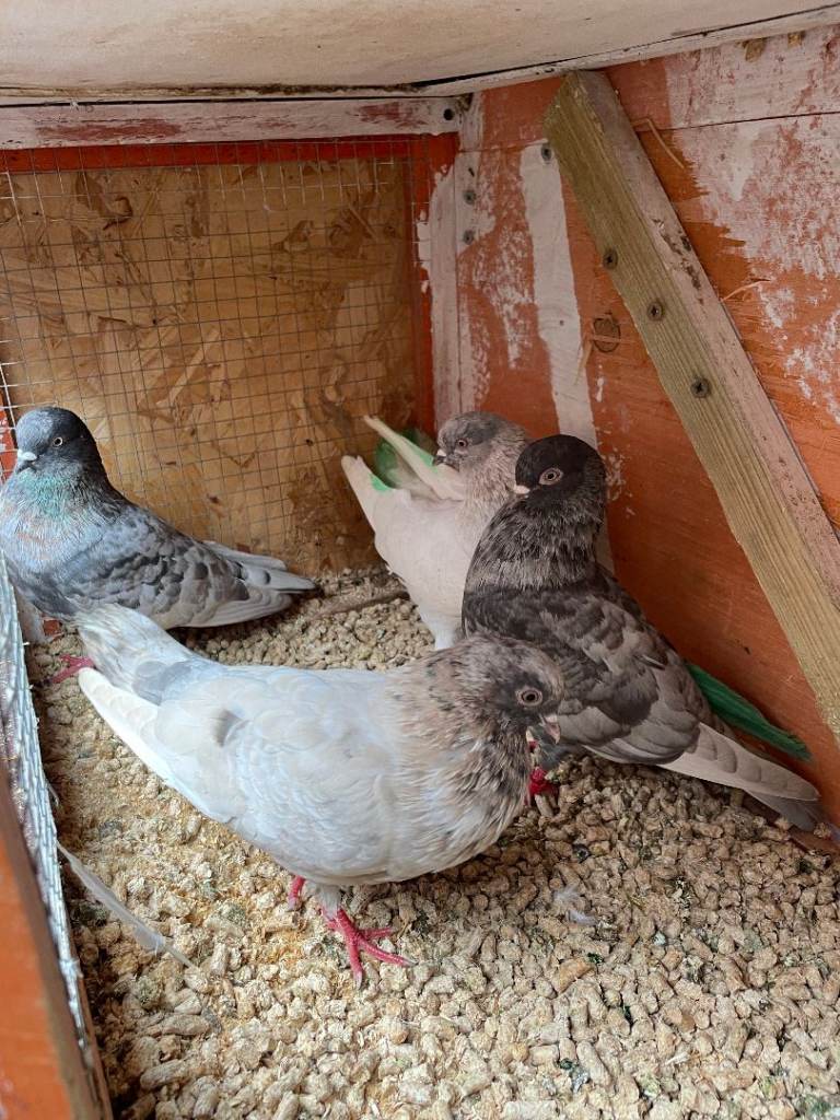 Tumbler pigeons for sale