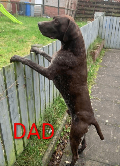 Pointer x Lurcher Puppies 