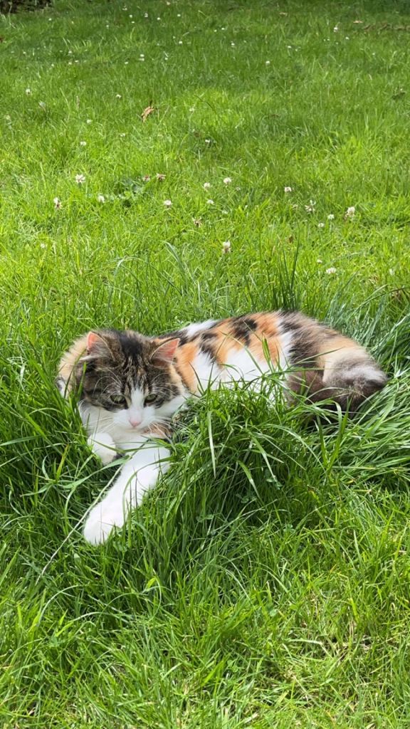MISSING CAT - PLEASE HELP BRING HER HOME